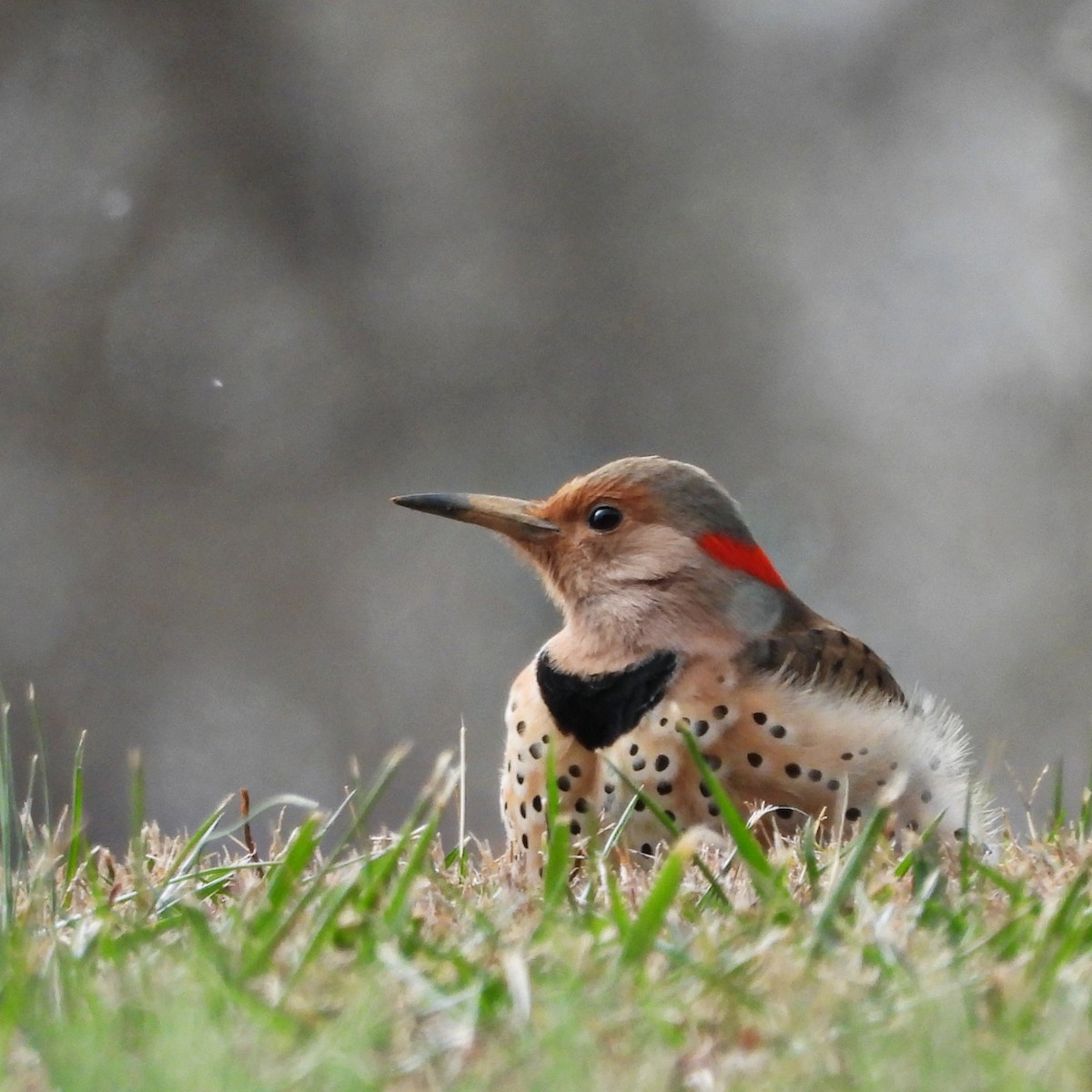 Northern Flicker (Yellow-shafted) - ML628777573
