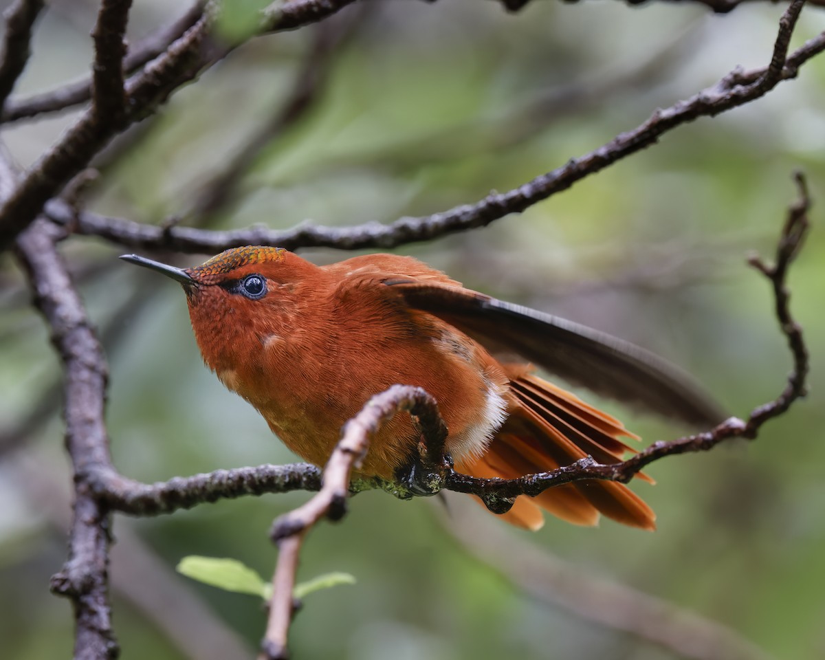 Juan Fernandez Firecrown - ML628777574