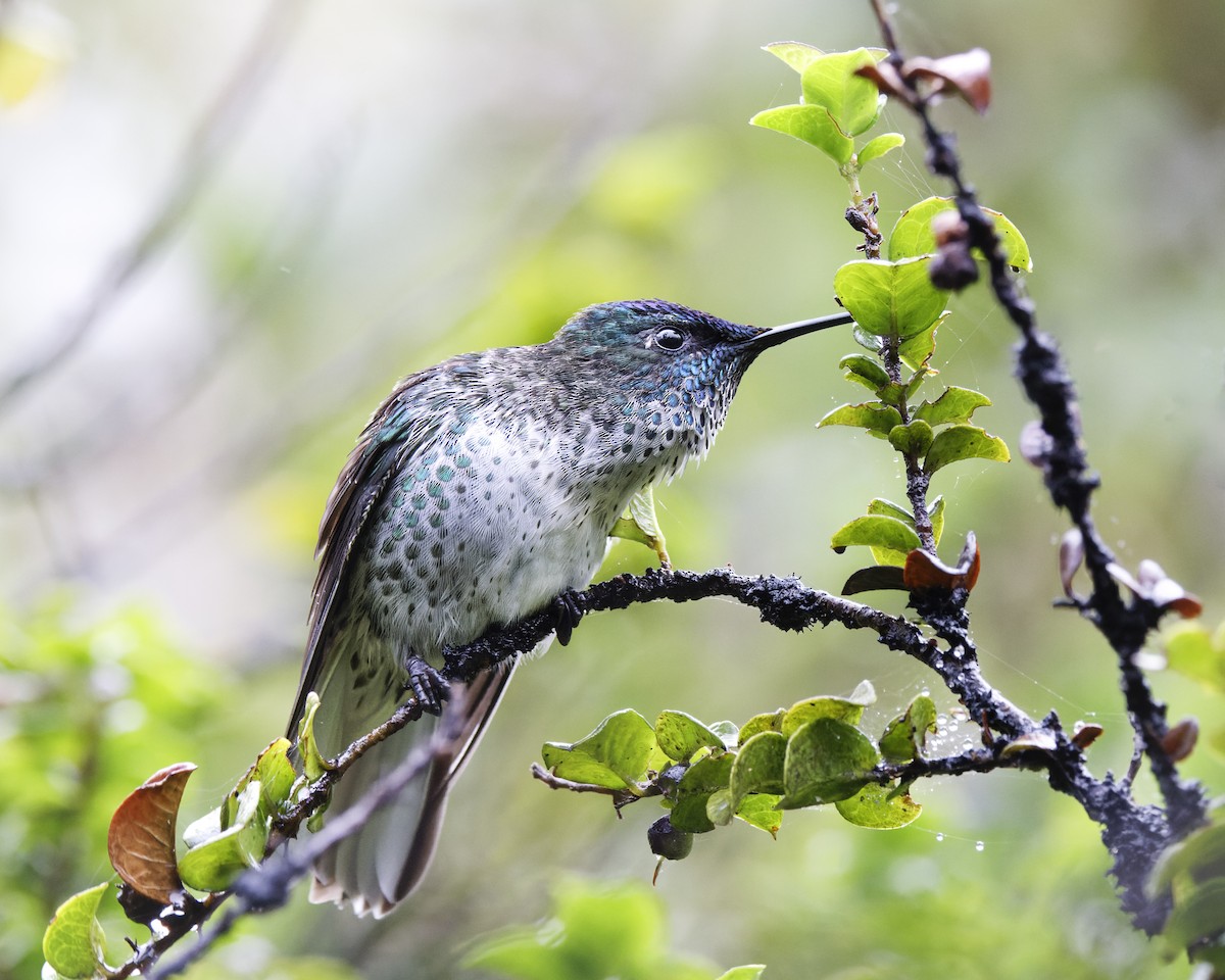 Juan Fernandez Firecrown - ML628777606