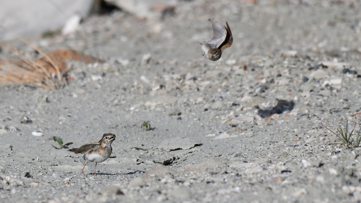 Greater Short-toed Lark - Adam Janczyszyn