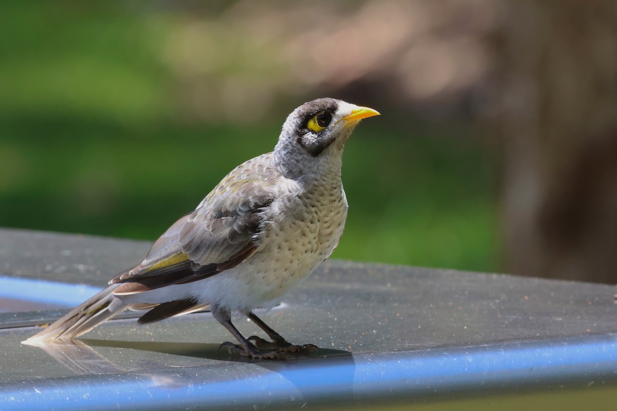 Noisy Miner - Dennis Devers