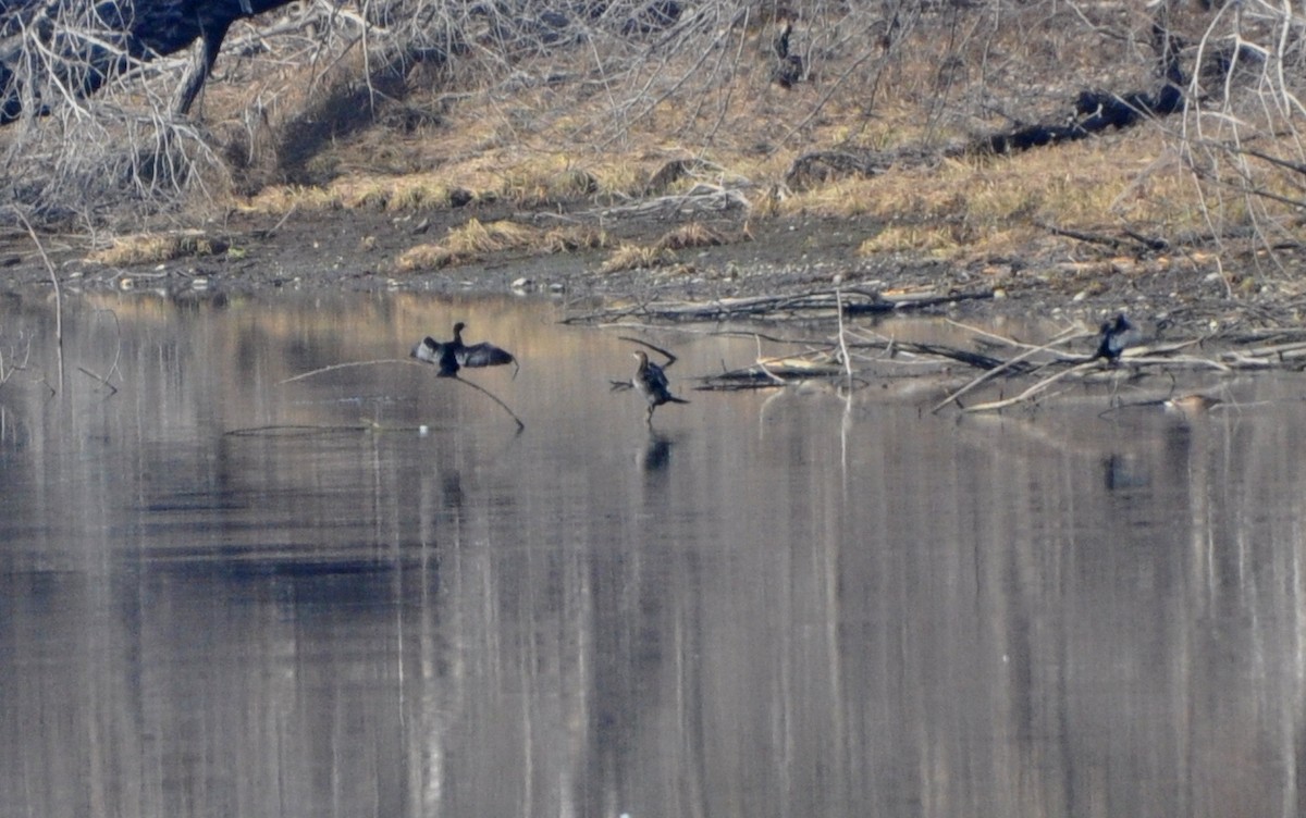 Pygmy Cormorant - ML628777751