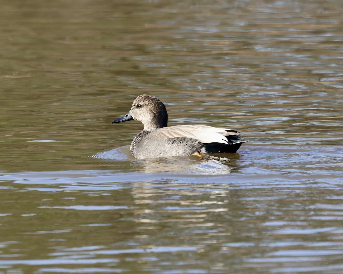 Gadwall - ML628777755