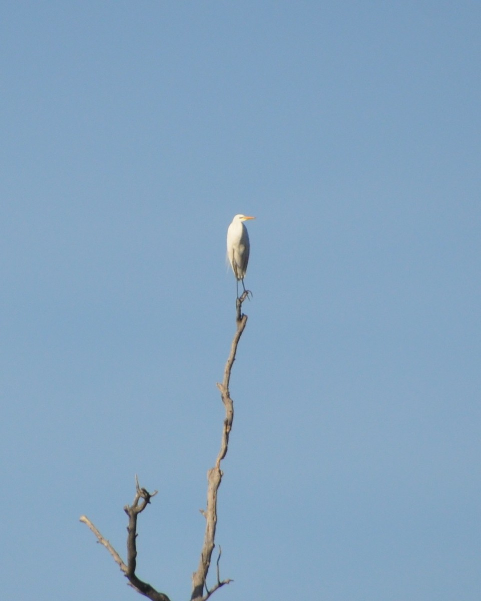 Great Egret - ML628777758