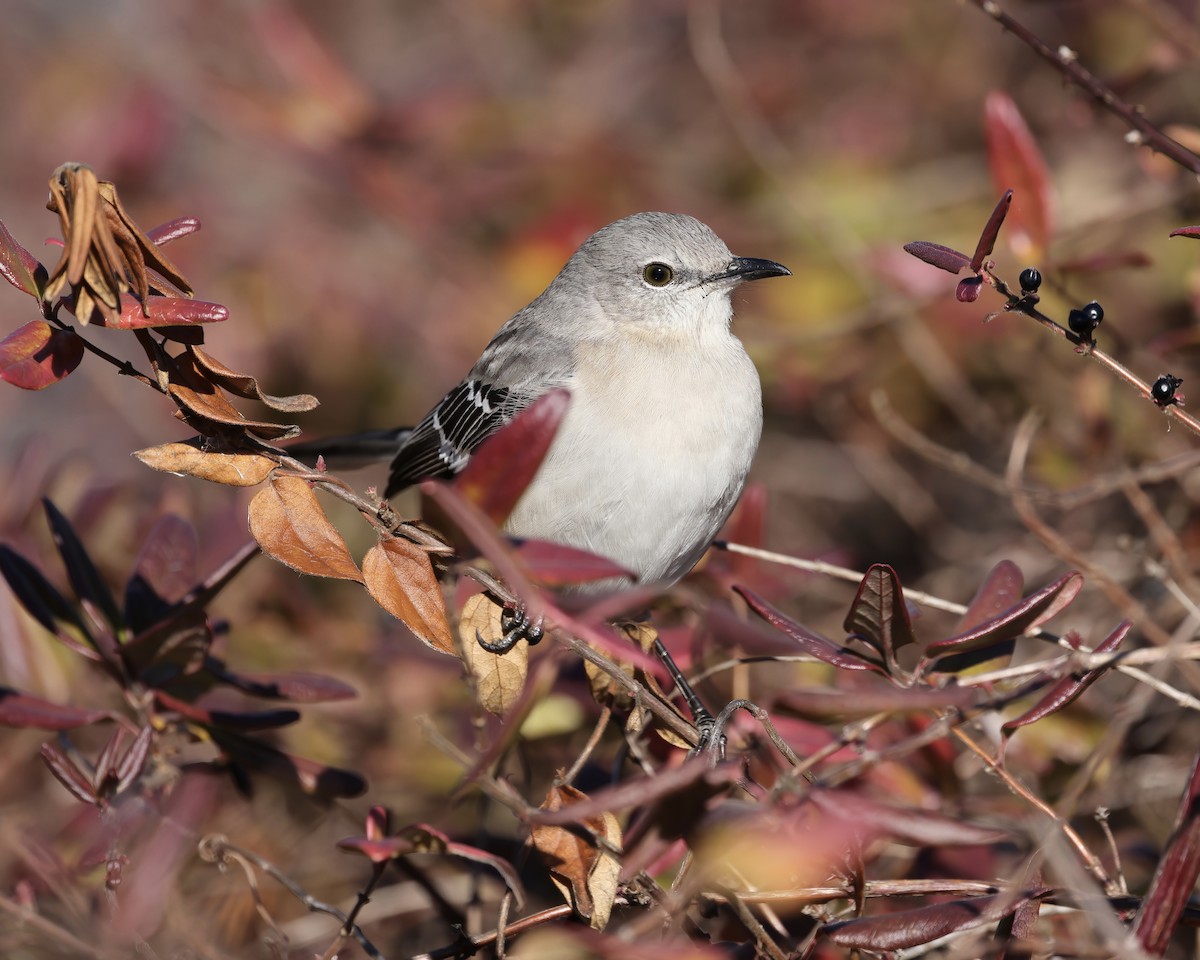 Northern Mockingbird - ML628777764