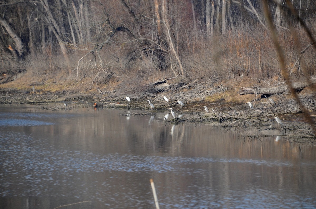 Gray Heron - ML628777765
