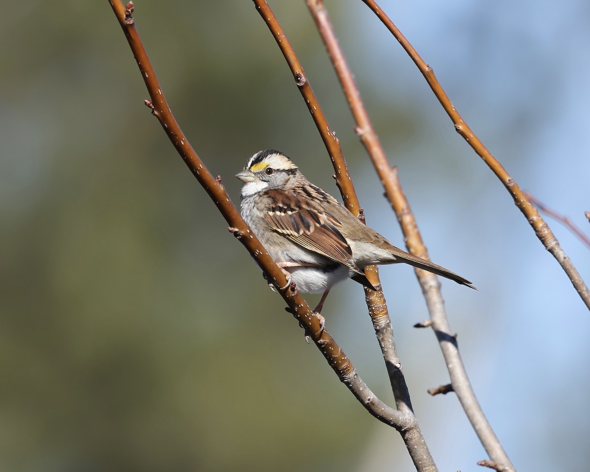 White-throated Sparrow - ML628777767