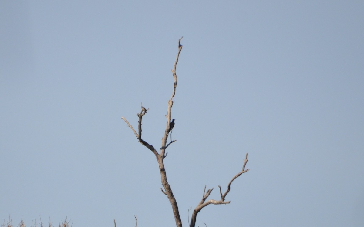 Black Woodpecker - ML628777774