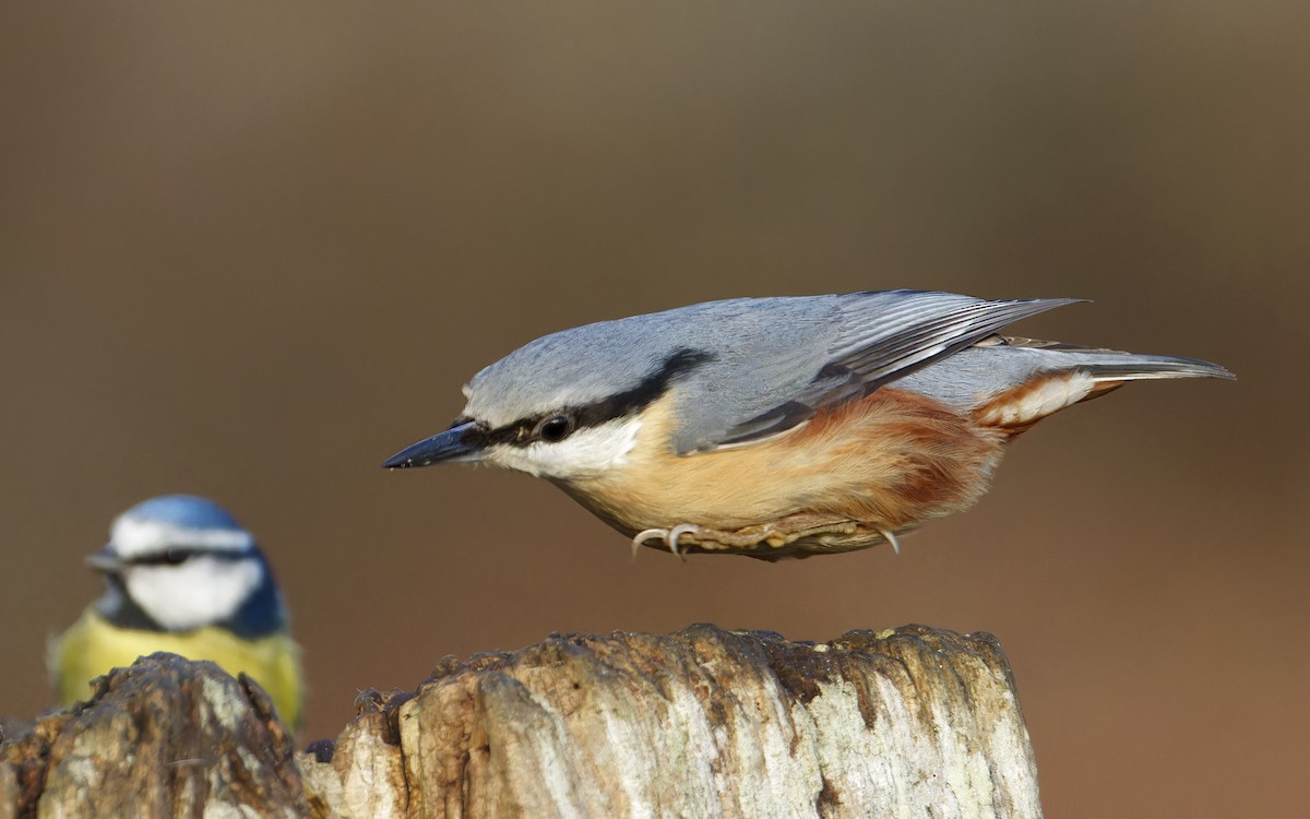 Eurasian Nuthatch - Bob  Wood