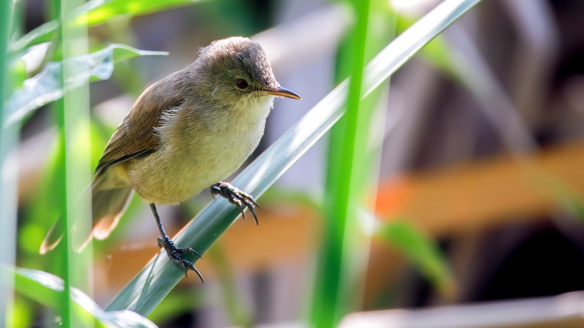 Lesser Swamp Warbler - ML628778112