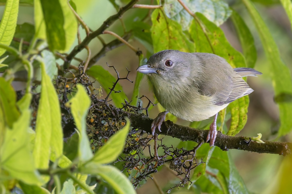 Blue Mountain Vireo - ML628778282