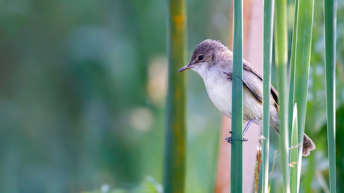 Lesser Swamp Warbler - ML628778293