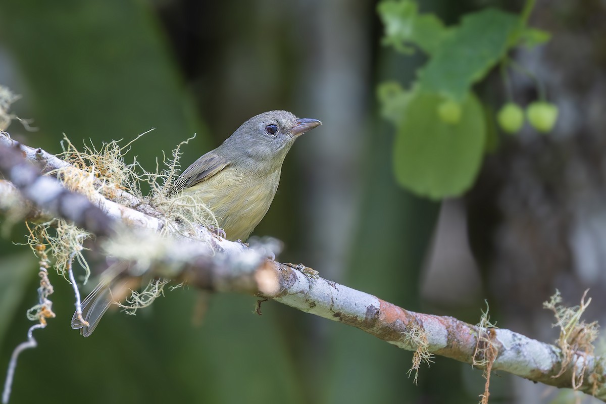 Blue Mountain Vireo - ML628778345