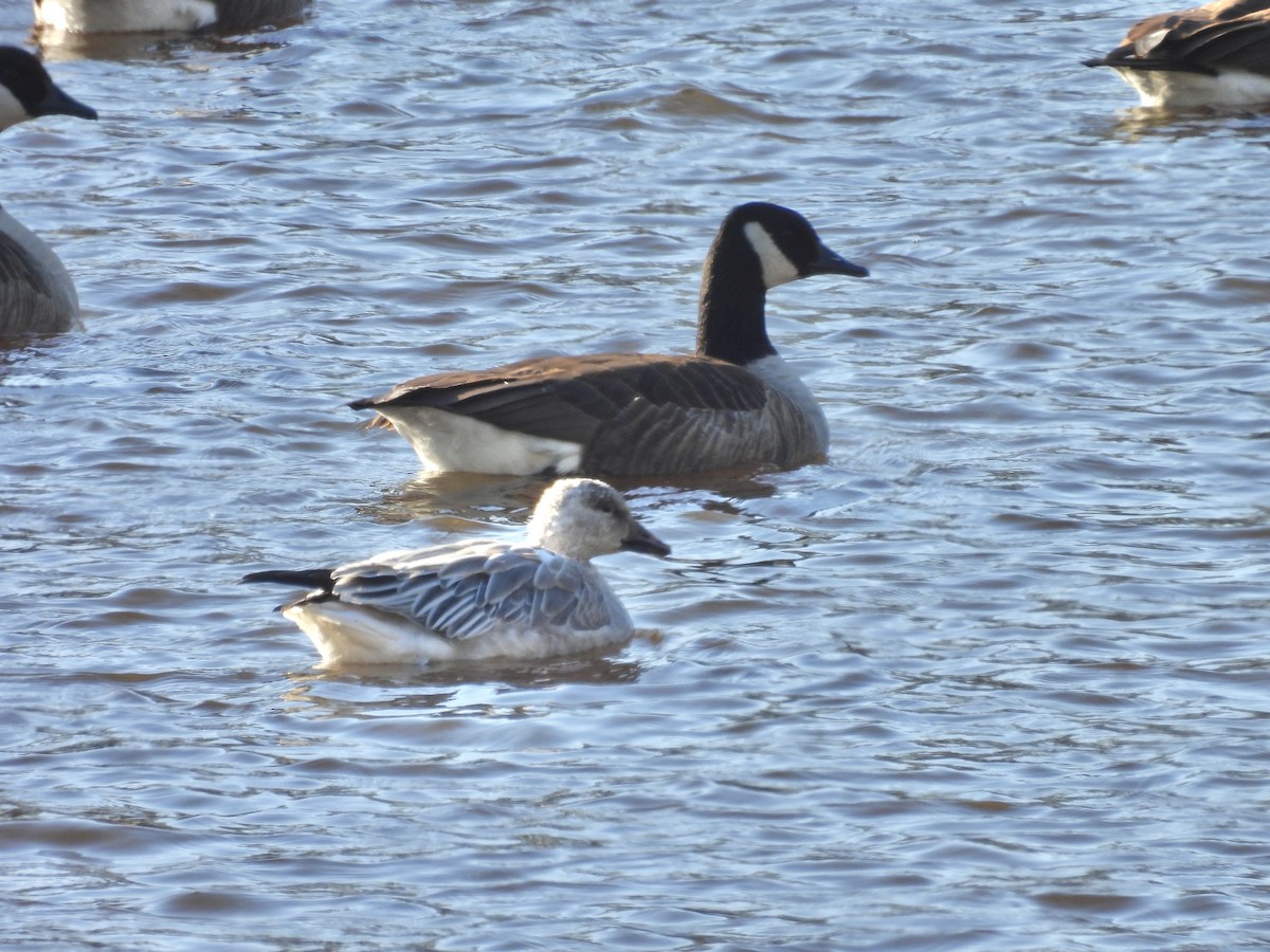 Snow Goose - ML628778368