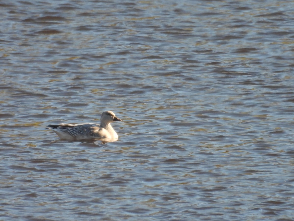 Snow Goose - ML628778369