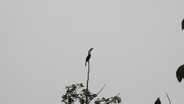 tupinambatukan - ML628778608