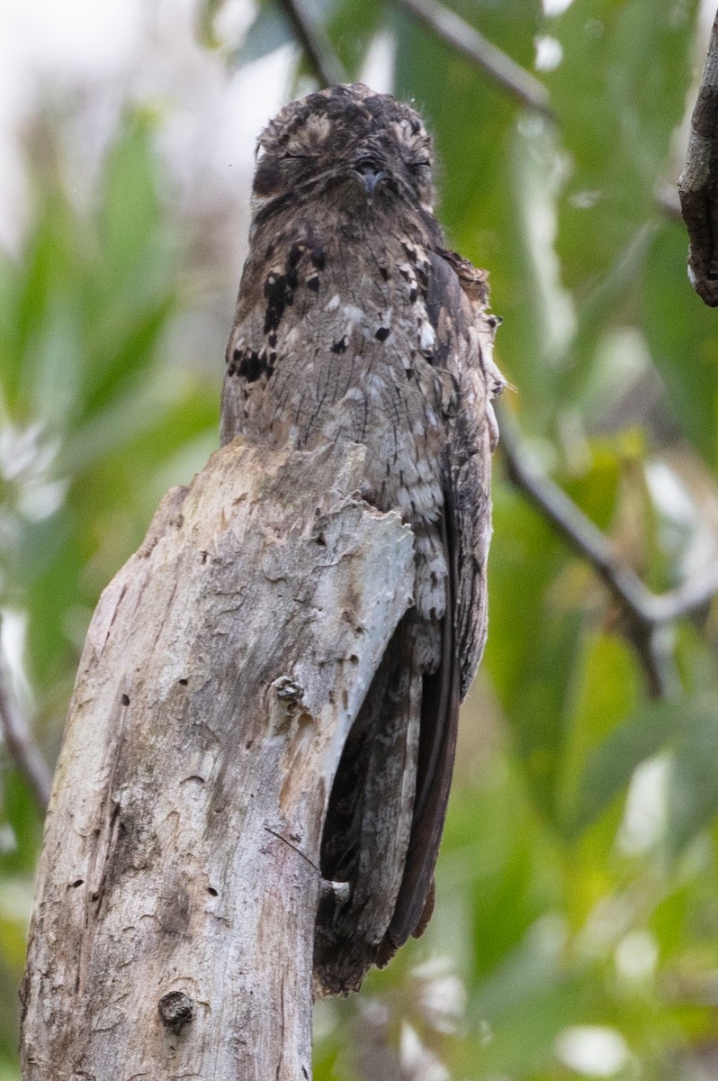 Common Potoo - ML628778667