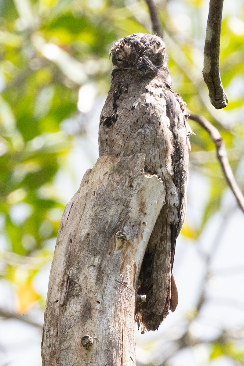 Common Potoo - ML628778668