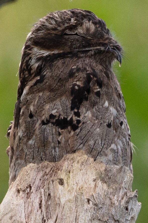 Common Potoo - ML628778669