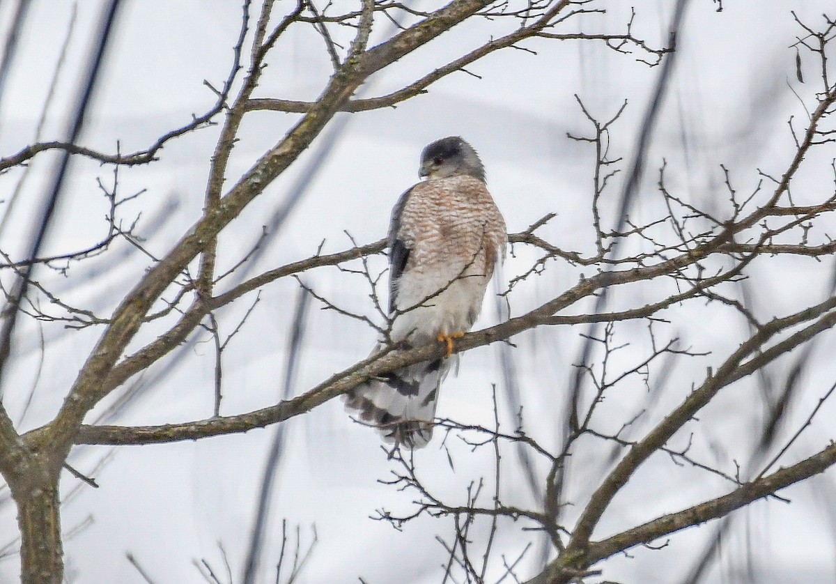 Cooper's Hawk - ML628778689