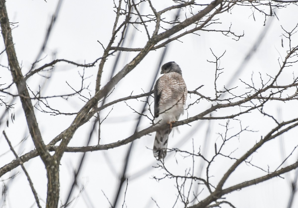 Cooper's Hawk - ML628778690