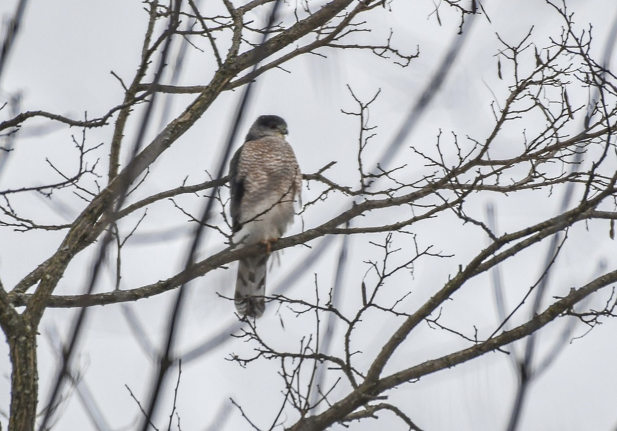 Cooper's Hawk - ML628778691