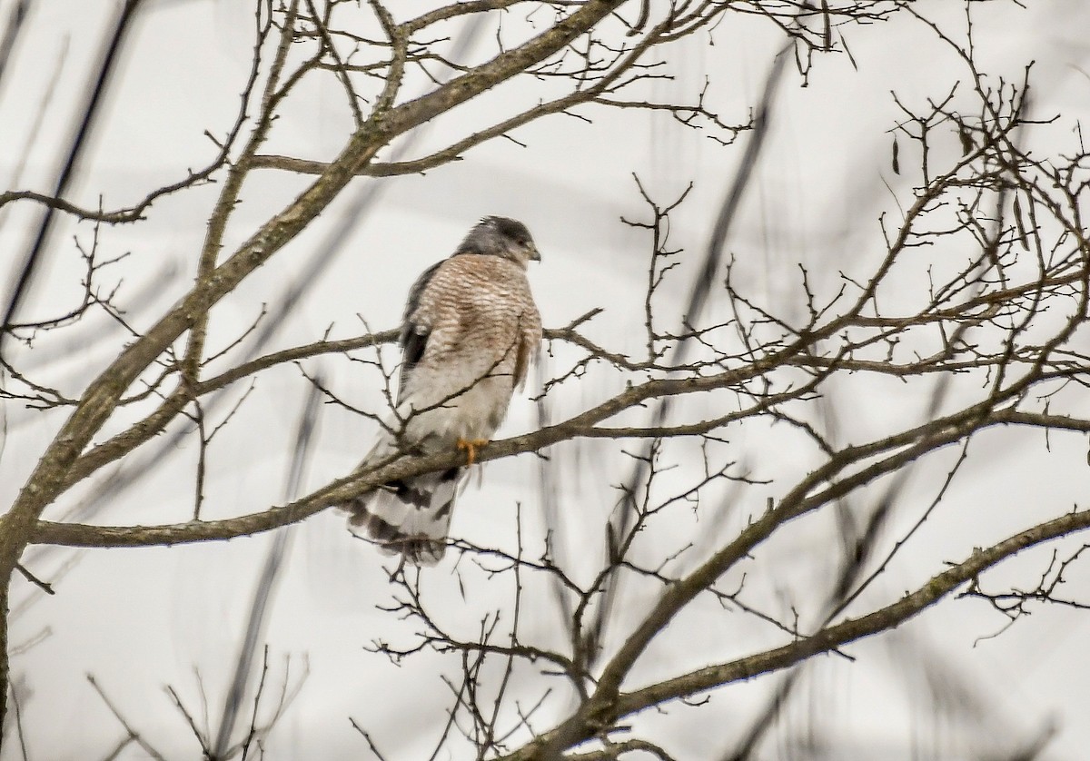 Cooper's Hawk - ML628778692