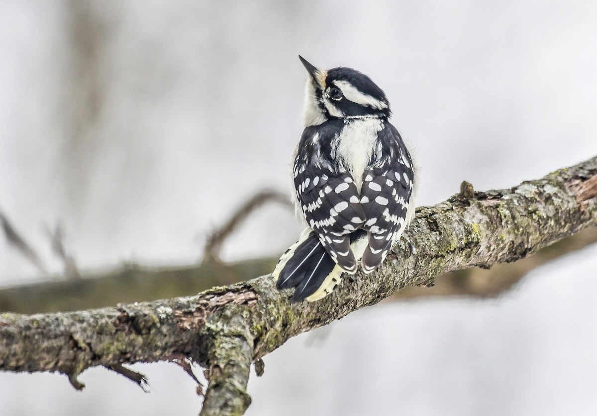 Downy Woodpecker - ML628778704