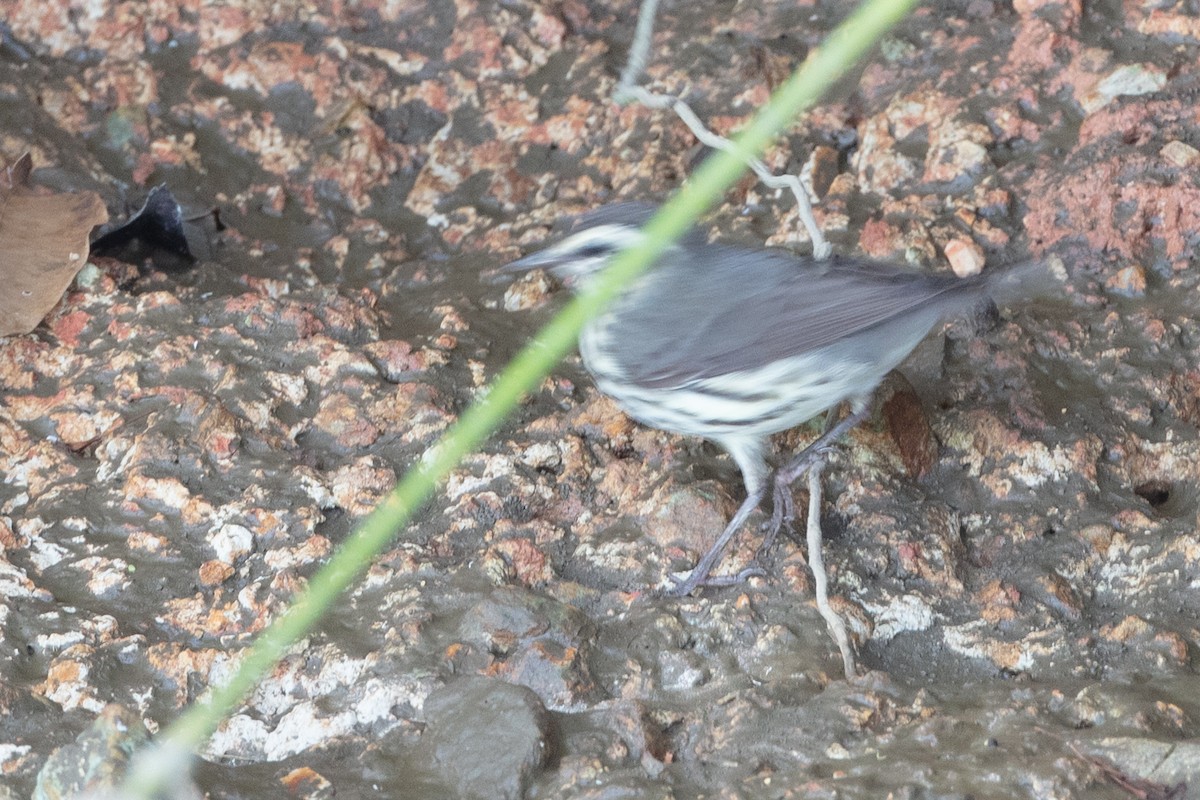 Louisiana Waterthrush - ML628778706