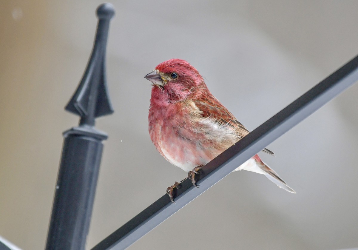 Purple Finch - ML628778737