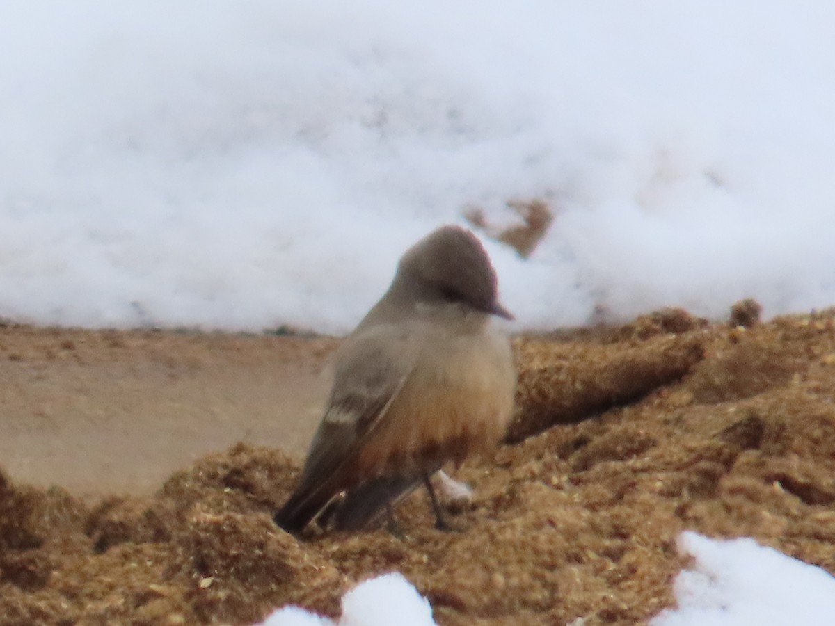 Say's Phoebe - ML628778741