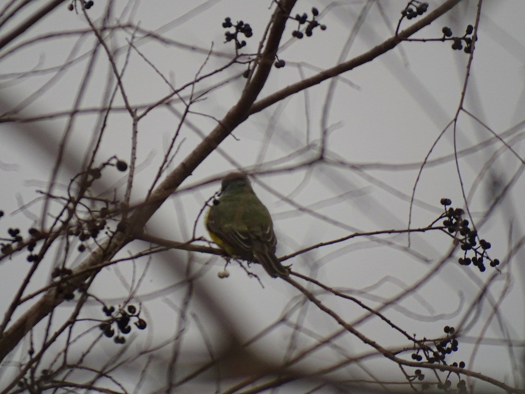 Couch's Kingbird - ML628778749