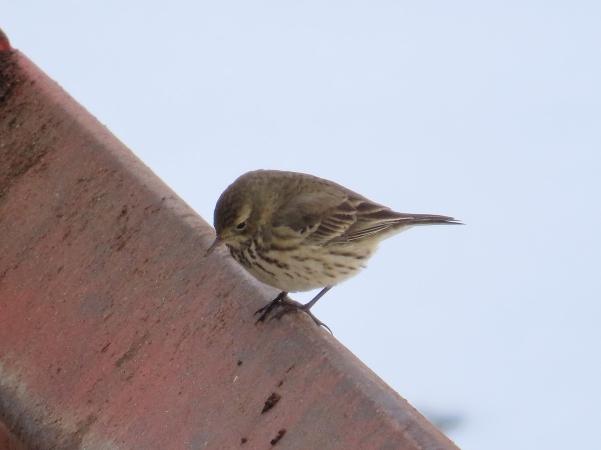 American Pipit - ML628778752