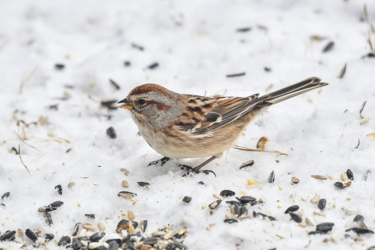 American Tree Sparrow - ML628778753