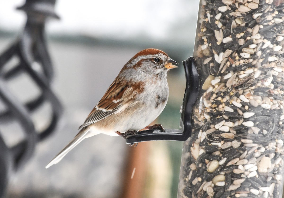 American Tree Sparrow - ML628778754