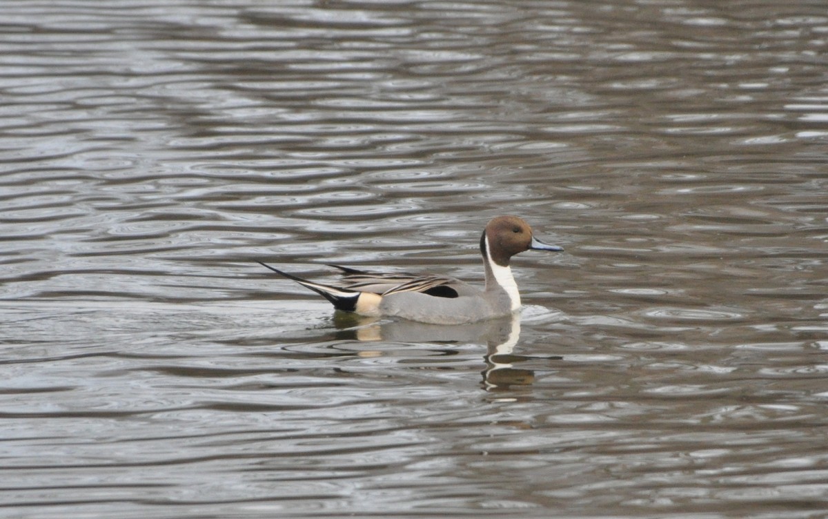 Northern Pintail - ML628778763
