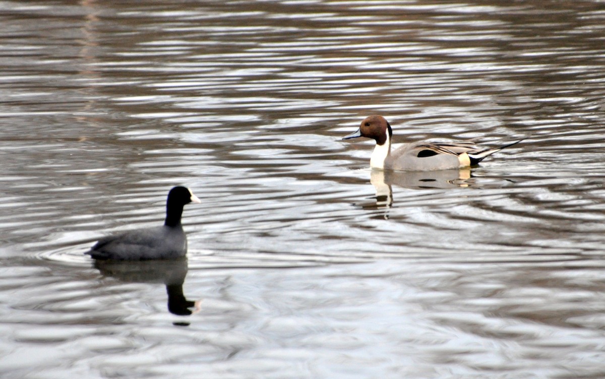 Eurasian Coot - ML628778770
