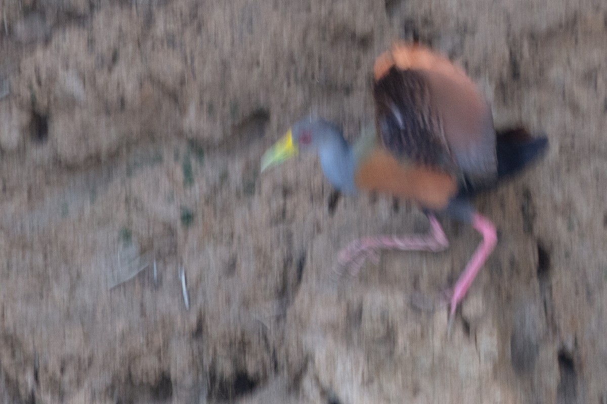 Gray-cowled Wood-Rail - ML628778801