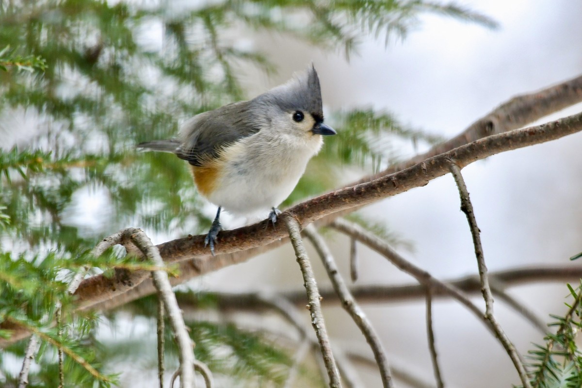 Tufted Titmouse - ML628778830