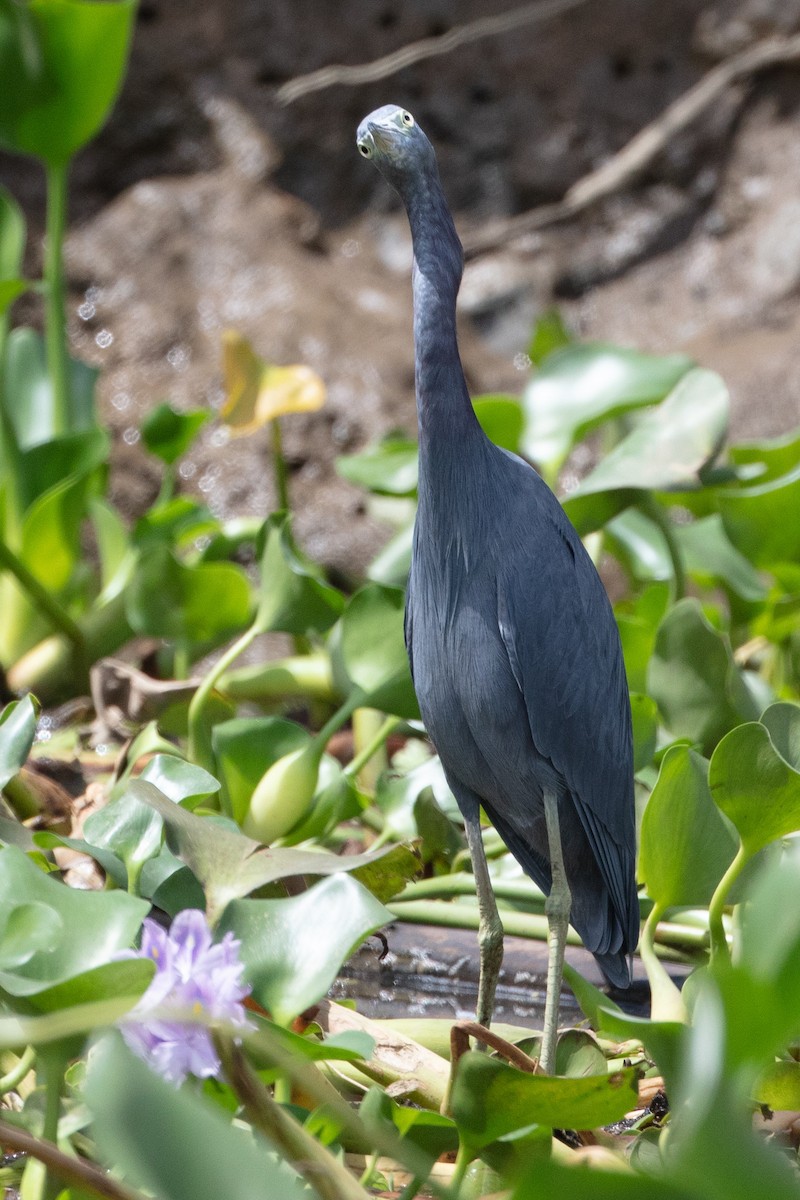 Little Blue Heron - ML628778875