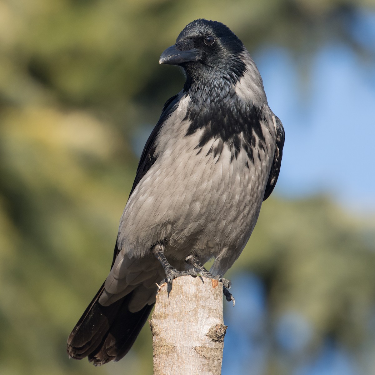 Hooded Crow - ML628778933