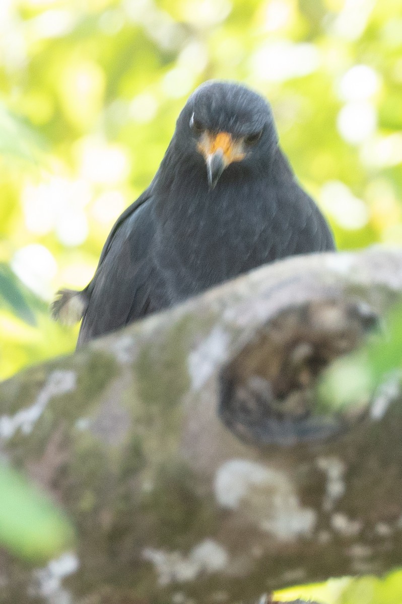 Common Black Hawk - ML628778980