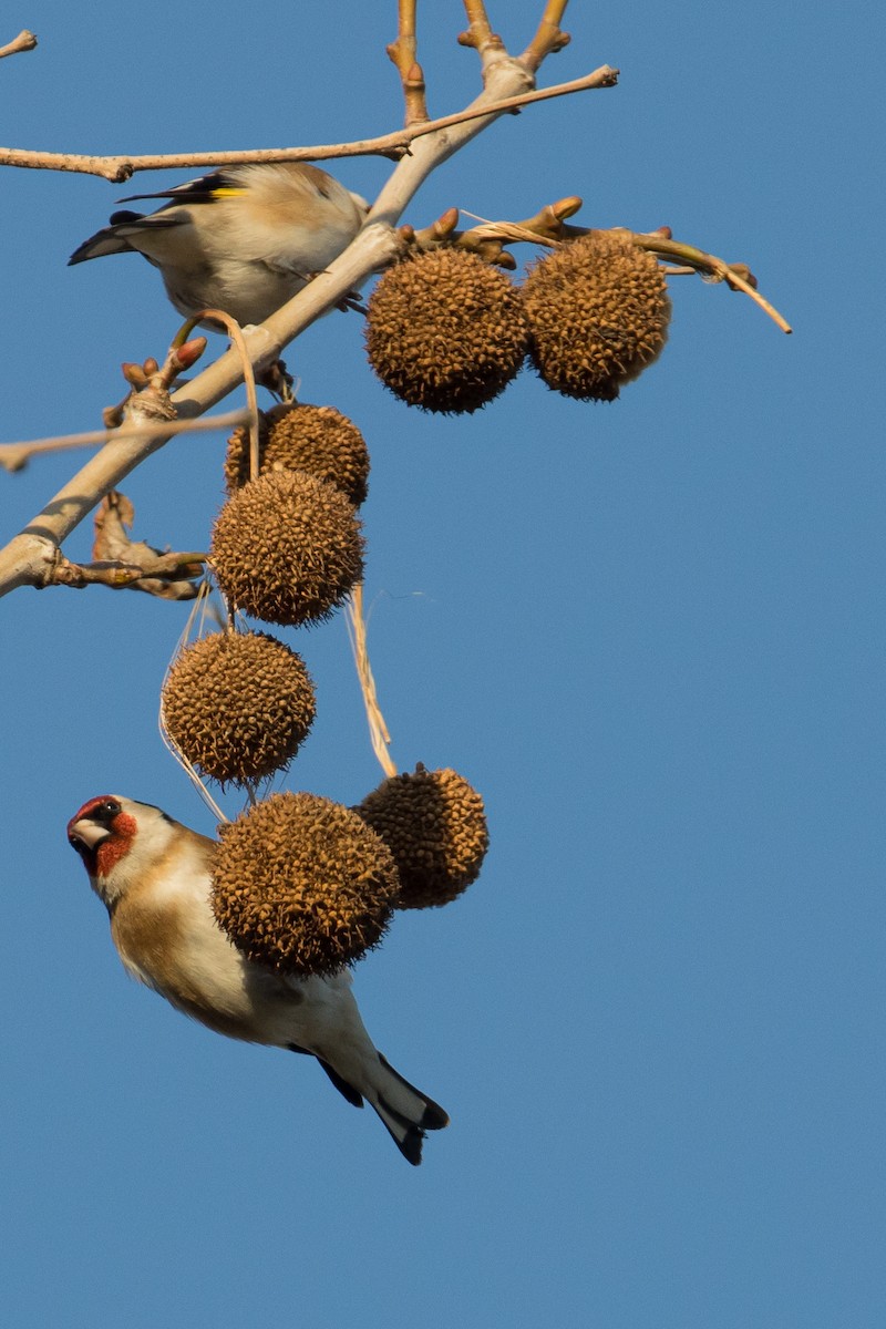 European Goldfinch - ML628778981