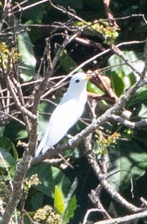 Yellow-billed Cotinga - ML628779014