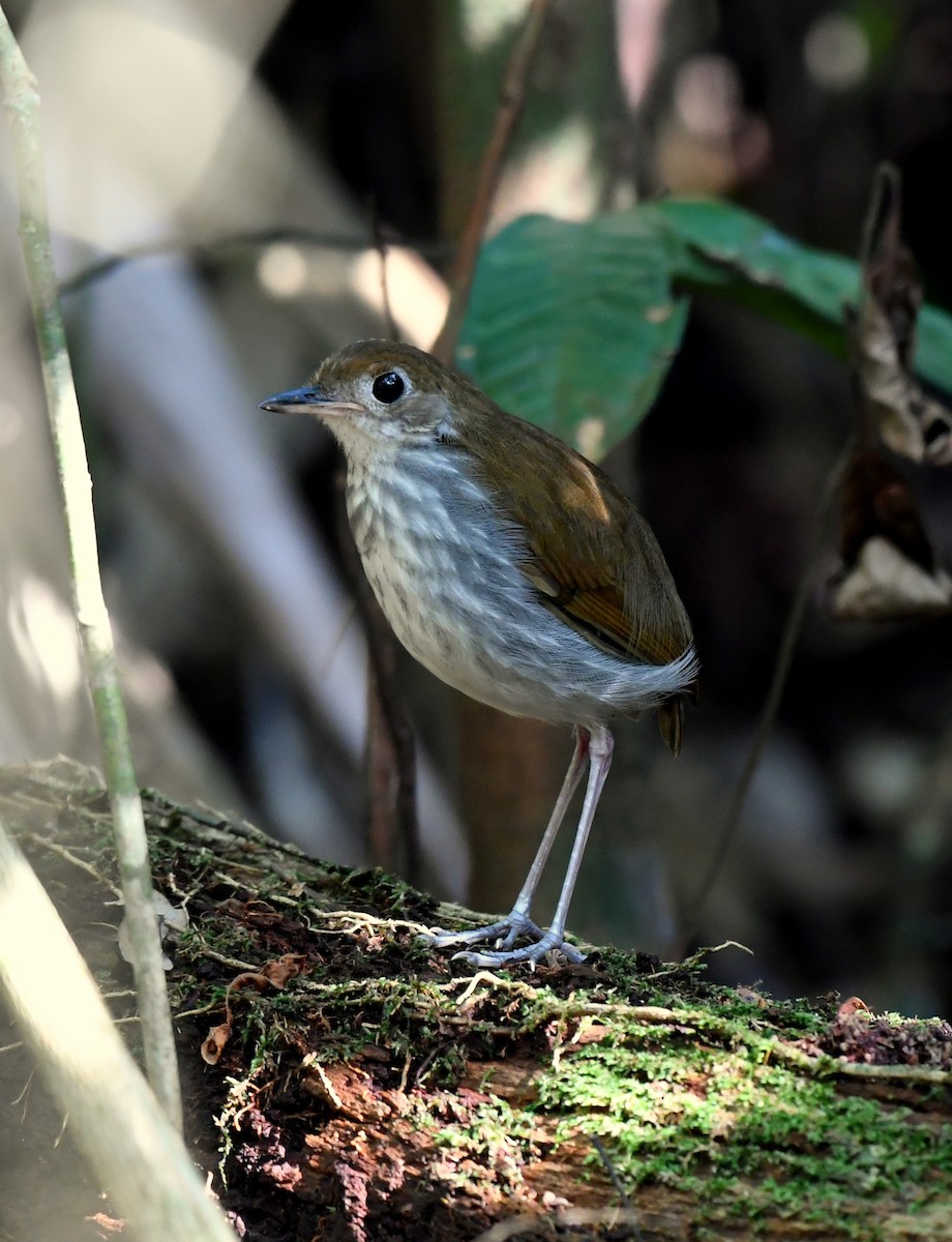 Tapajos Antpitta - ML628779078