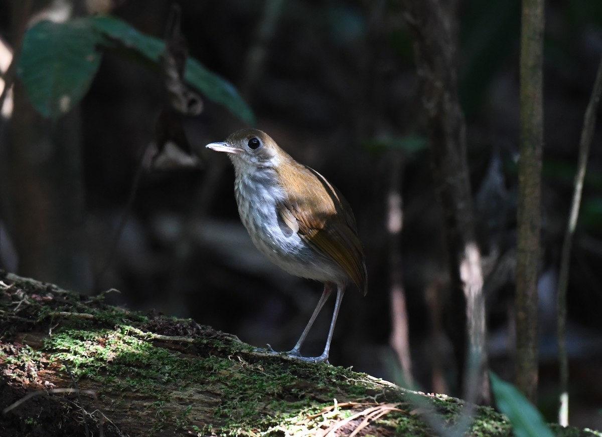 Tapajos Antpitta - ML628779080