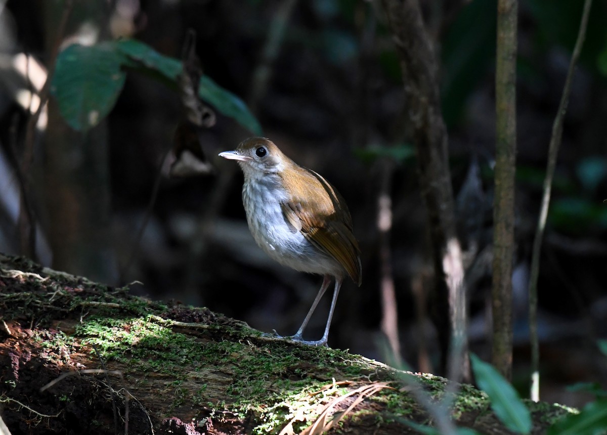 Tapajos Antpitta - ML628779081