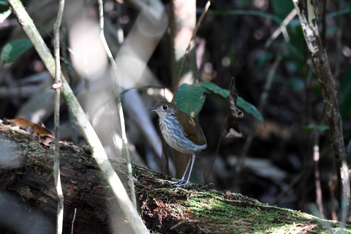 Tapajos Antpitta - ML628779085