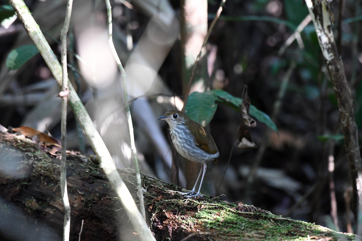 Tapajos Antpitta - ML628779087
