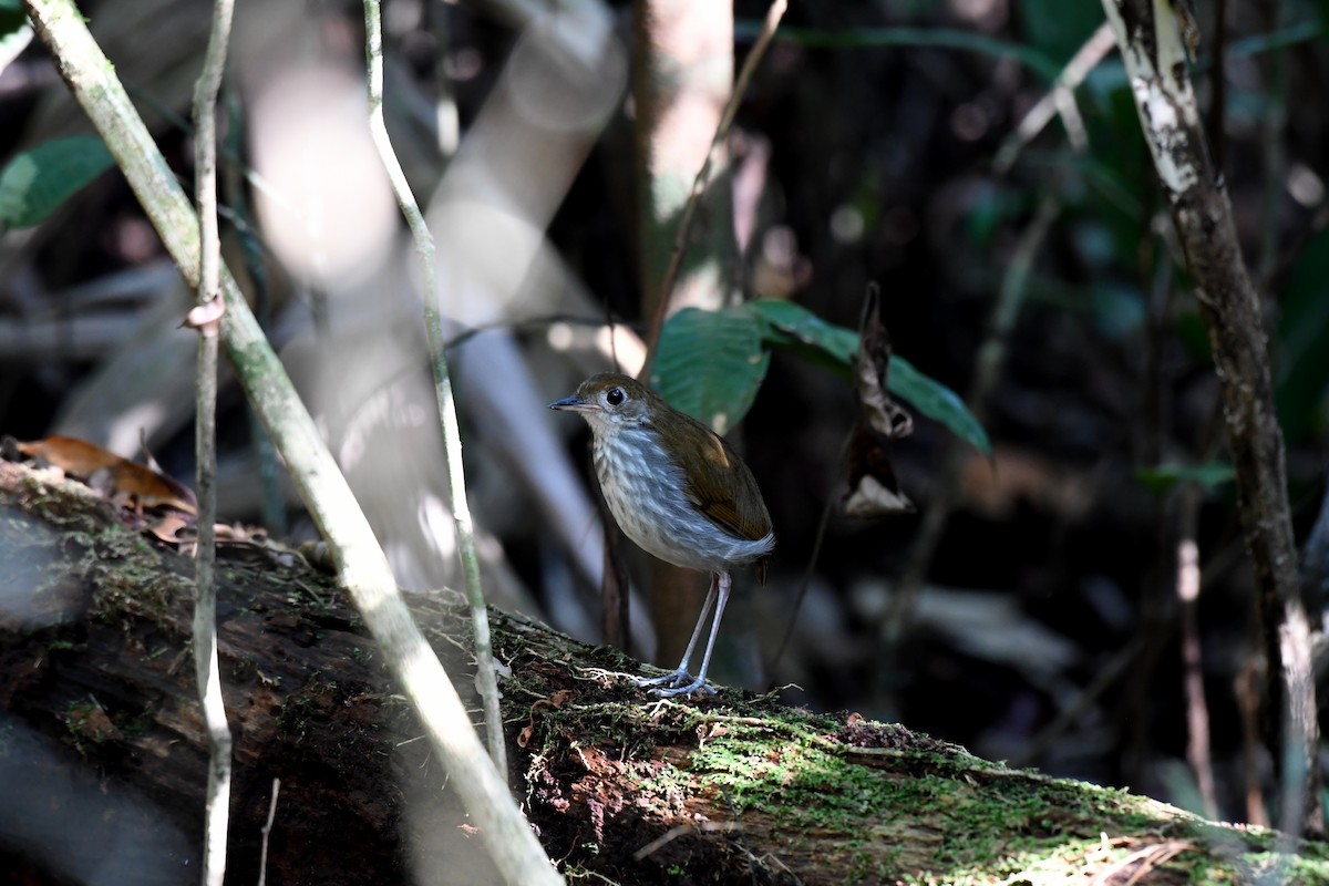 Tapajos Antpitta - ML628779090